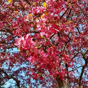 Meet your Posher, Kuhoo